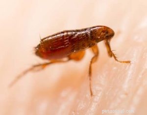 Protect Your Dog from Fleas, Ticks, and Their Diseases: A Comprehensive Guide