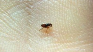 Protect Your Dog from Fleas, Ticks, and Their Diseases: A Comprehensive Guide