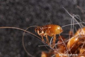 Protect Your Dog from Fleas, Ticks, and Their Diseases: A Comprehensive Guide