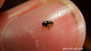 Protect Your Dog from Fleas, Ticks, and Their Diseases: A Comprehensive Guide