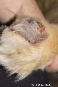 Dog Warts Explained: Symptoms, Diagnosis, and Treatment – A Comprehensive Guide