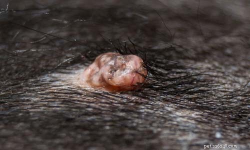 Dog Warts Explained: Symptoms, Diagnosis, and Treatment – A Comprehensive Guide