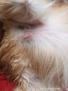 Dog Warts Explained: Symptoms, Diagnosis, and Treatment – A Comprehensive Guide