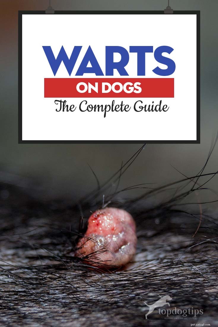 Dog Warts Explained: Symptoms, Diagnosis, and Treatment – A Comprehensive Guide