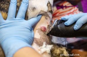 Dog Warts Explained: Symptoms, Diagnosis, and Treatment – A Comprehensive Guide