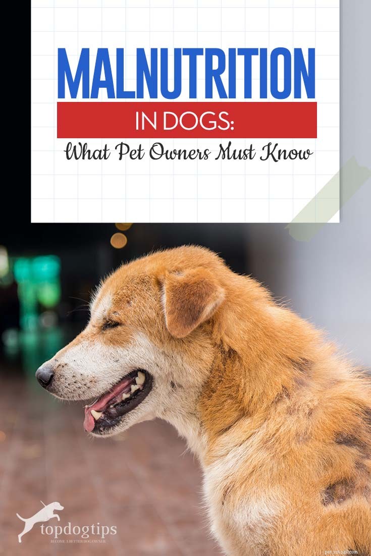 Dog Malnutrition: Essential Guide for Pet Owners
