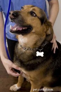 Dog Malnutrition: Essential Guide for Pet Owners