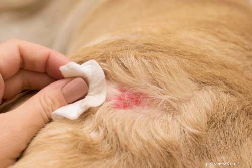Dog Itching Without Fleas? Discover 8 Other Causes & Effective Solutions