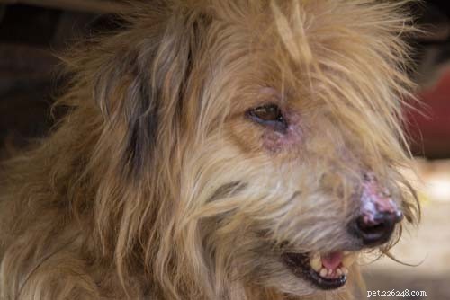 Dog Itching Without Fleas? Discover 8 Other Causes & Effective Solutions