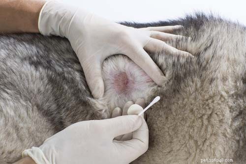 Dog Itching Without Fleas? Discover 8 Other Causes & Effective Solutions