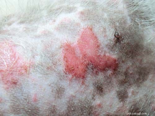Dog Itching Without Fleas? Discover 8 Other Causes & Effective Solutions