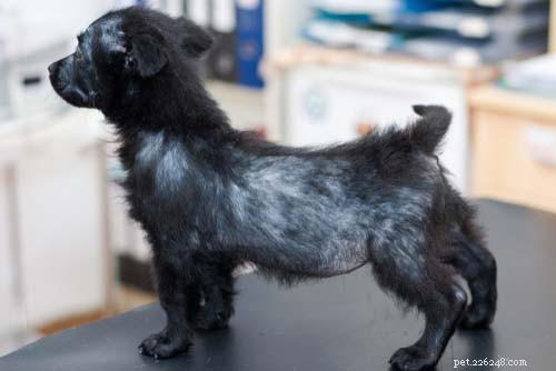 Dog Itching Without Fleas? Discover 8 Other Causes & Effective Solutions