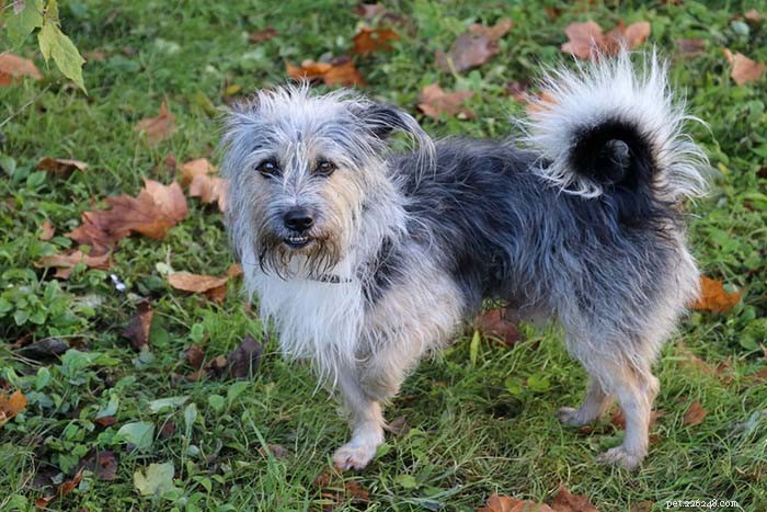 10 Common Reasons Dogs Struggle to Walk & Proven Solutions