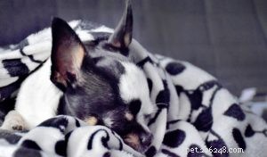 Top 5 Natural Remedies to Treat Your Dog s Cold Quickly and Safely
