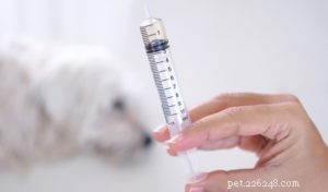 Top 5 Natural Remedies to Treat Your Dog s Cold Quickly and Safely