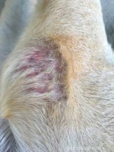 Understanding Canine Folliculitis: 9 Causes & Effective Treatments
