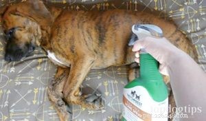 How to Safely Remove Fleas from Your Newborn Puppy