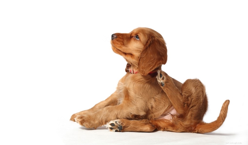 How to Safely Remove Fleas from Your Newborn Puppy