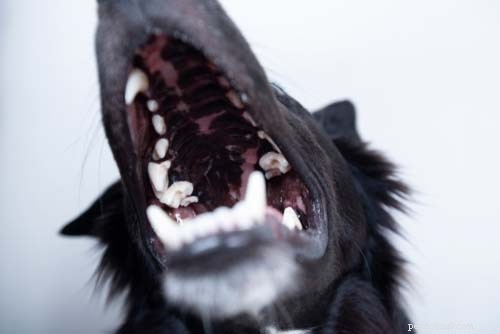 70 Proven Home Remedies to Keep Your Dog Healthy & Happy