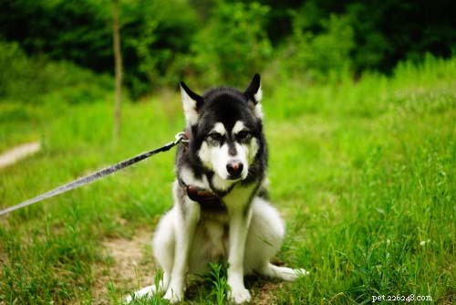 70 Proven Home Remedies to Keep Your Dog Healthy & Happy