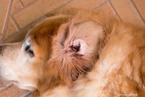 70 Proven Home Remedies to Keep Your Dog Healthy & Happy