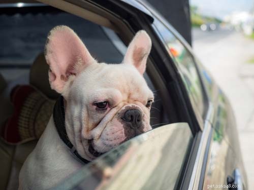 70 Proven Home Remedies to Keep Your Dog Healthy & Happy