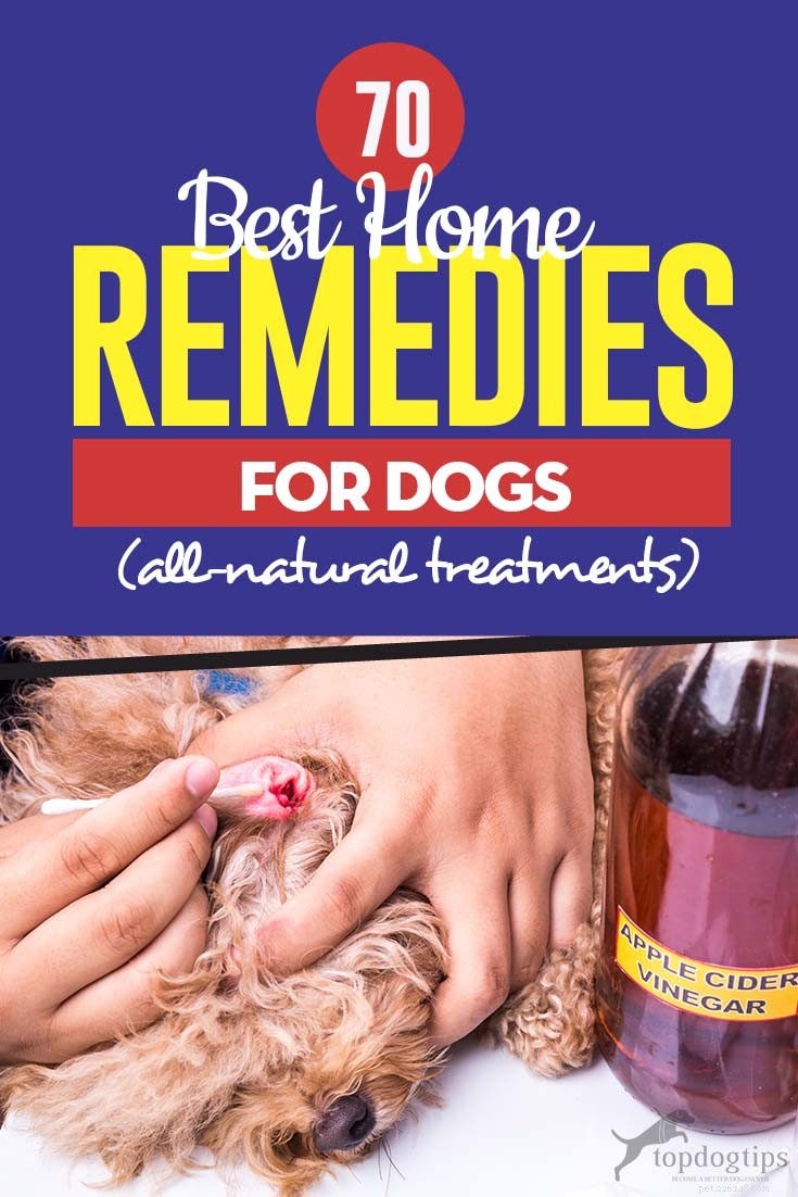 70 Proven Home Remedies to Keep Your Dog Healthy & Happy