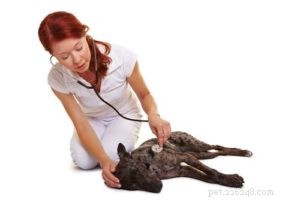 8 Proven Ways to Protect Your Dog’s Heart from Disease