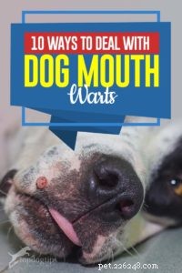 How to Identify and Treat Dog Mouth Warts: A Pet Owner’s Guide