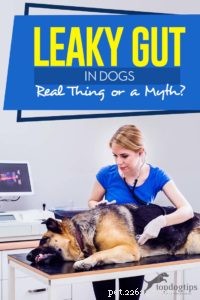 Leaky Gut in Dogs: Separating Fact from Fiction – What You Need to Know