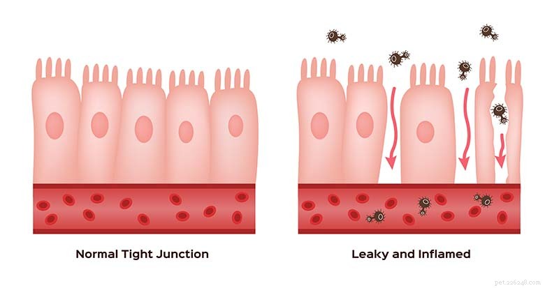 Leaky Gut in Dogs: Separating Fact from Fiction – What You Need to Know
