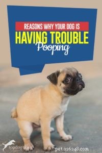 What Causes Your Dog’s Constipation? Key Symptoms & Home Care Tips