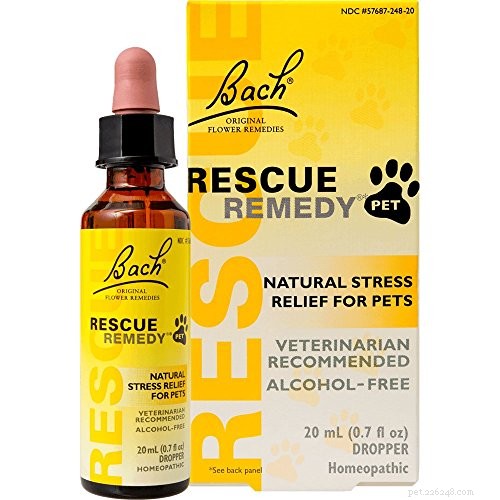 10 Proven, Science‑Backed Strategies to Ease Anxiety in Dogs
