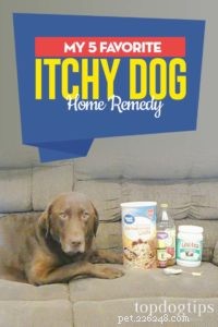 Top 5 Home Remedies to Relieve Your Dog s Itchy Skin