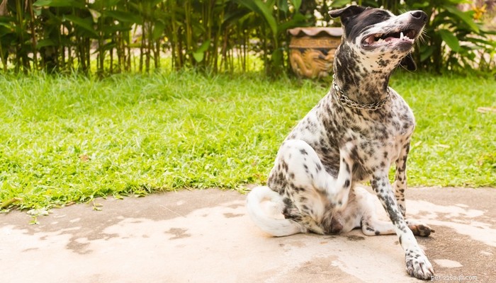 Top 5 Home Remedies to Relieve Your Dog s Itchy Skin