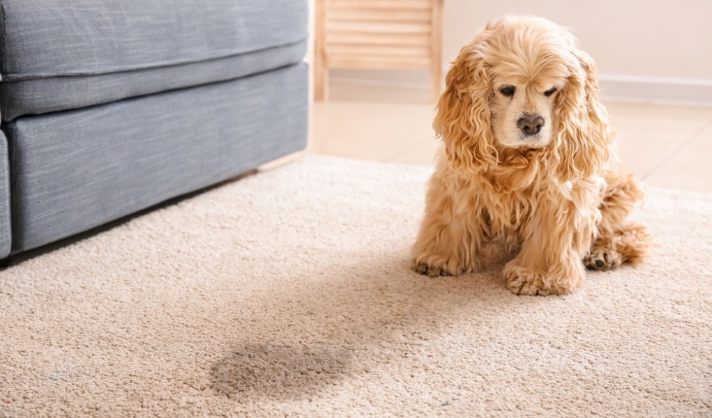 Effective Home Remedies for Treating Dog UTIs Safely