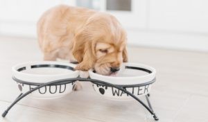 Effective Home Remedies for Treating Dog UTIs Safely
