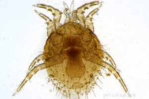 Ear Mites in Dogs: Recognizing Symptoms, Effective Treatments & Prevention Strategies