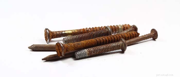 Understanding Tetanus in Dogs: Prevention, Symptoms, and Care