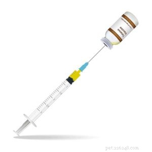 Understanding Tetanus in Dogs: Prevention, Symptoms, and Care