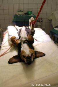 Dog Pyometra: Key Information Every Owner Needs