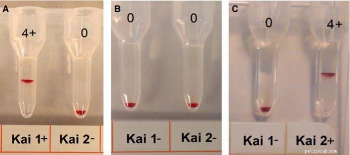 Understanding Dog Blood Types: Key Facts & Why They Matter