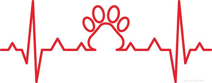 Understanding Heart Murmurs in Dogs: Symptoms, Diagnosis, and Care