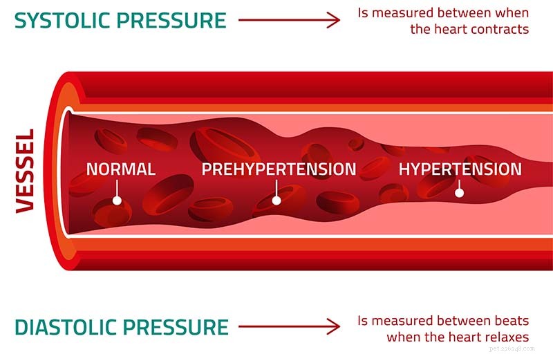 Understanding Hypertension in Dogs: Symptoms, Causes, and Care