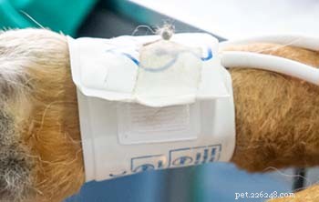 Understanding Hypertension in Dogs: Symptoms, Causes, and Care