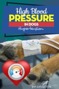 Understanding Hypertension in Dogs: Symptoms, Causes, and Care