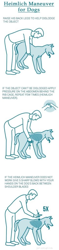 Immediate Actions When Your Dog Starts Choking