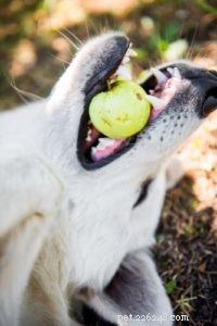 Immediate Actions When Your Dog Starts Choking