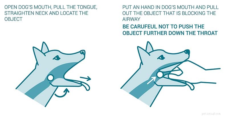 Immediate Actions When Your Dog Starts Choking