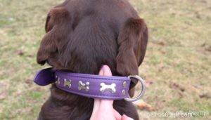 Immediate Actions When Your Dog Starts Choking